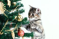 6 Cara Menjauhkan Kucing Peliharaan dari Pohon Natal