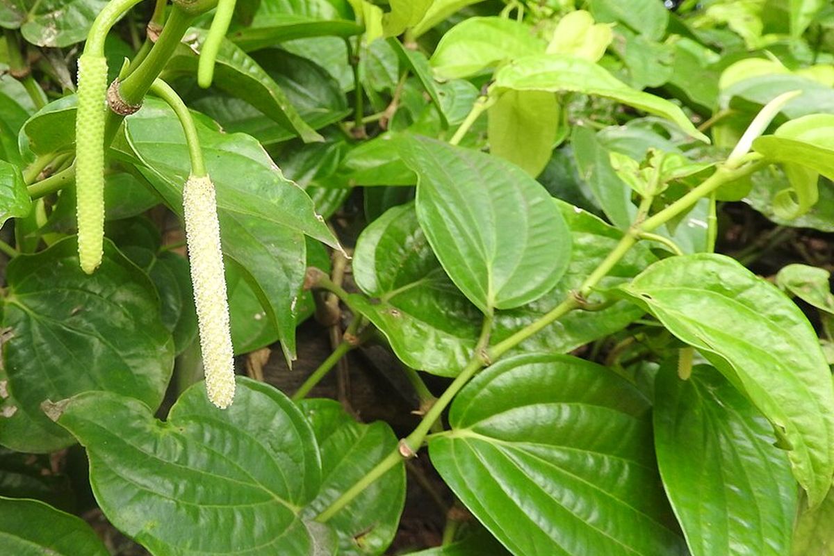 Ilustrasi tanaman sirih, daun sirih.