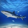 Hiu-hiu di Bahama Positif Mengandung Kokain dan Kafein, Ada Apa?