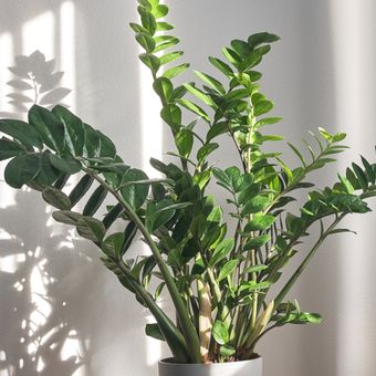 Ilustrasi tanaman ZZ atau ZZ plant (Zamioculcas zamiifolia). 