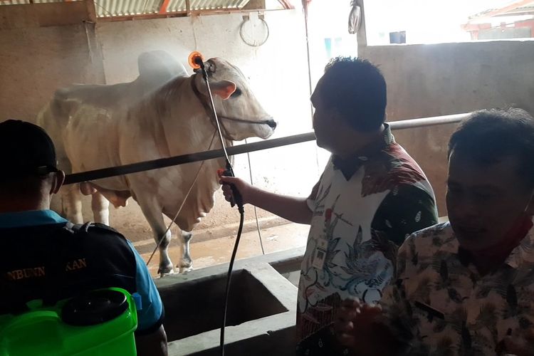 Bupati Blora, Arief Rohman menyemprot kandang dan sapi milik peternak untuk mencegah penyebaran Penyakit Mulut dan Kuku (PMK) di Desa Palon, Kecamatan Jepon, Kabupaten Blora, Kamis (19/5/2022)