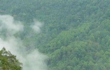 Ilustrasi Hutan Kalimantan