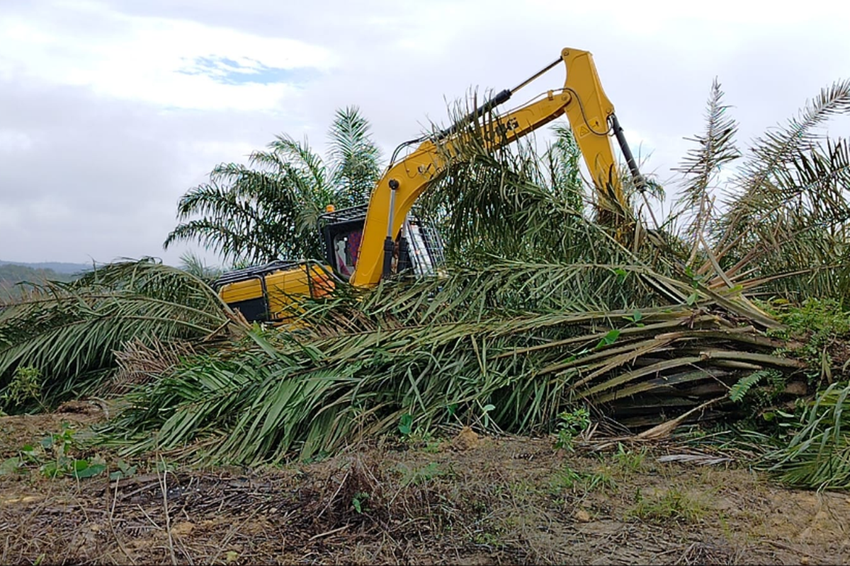 Kebun sawit sekuas 401 hektare di TN Tesso Nilo diratakan dan akan ditanam pohon. 