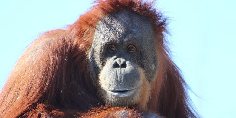 Inji, the oldest orangutan in the world, was euthanized at the Oregon Zoo, USA