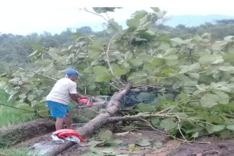 POTONG--Warga memotong pohon tumbang akibat dihantam angin kencang di Kabupaten Wonogiri, Jawa Tengah, Senin (28/3/2022) sore. 