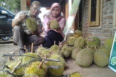 Nikmatnya Durian Kendal di Pinggir Hutan Jalan Raya Kaliwungu-Boja 