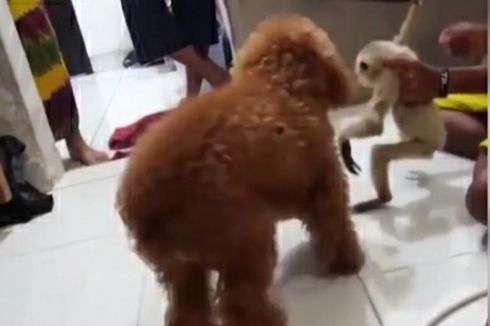 Video Viral Seekor Owa Mati Diduga akibat Diadu dengan Anjing di Rumah Kapolres, Ini Faktanya
