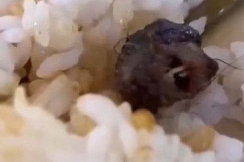 Temuan Kepala Tikus di Makanan Kantin, Pihak Sekolah Sebut Leher Bebek