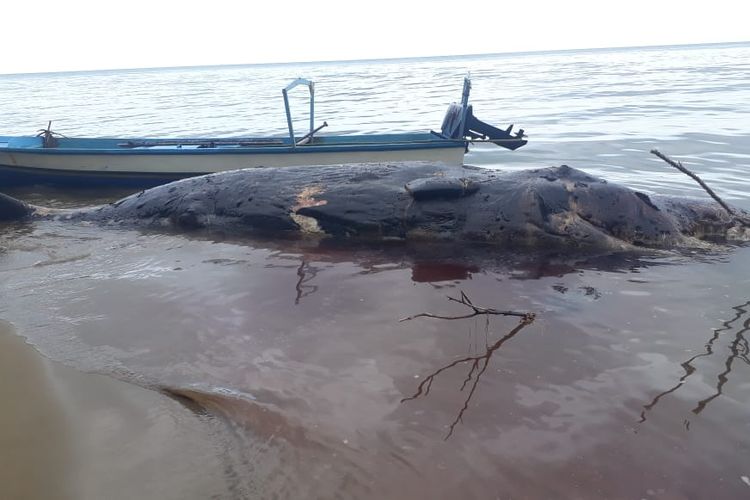 Bangkai paus sepanjanh 10 meter ditemukan terdampar di muara sungai Nama Timur, Kecamatan Bula, kabupaten Seram Bagian Timur, Maluku Rabu (2/3/2022)