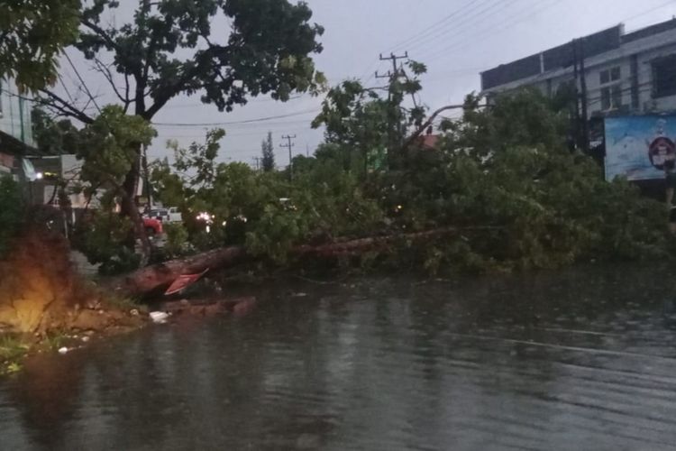 Sejumlah pohon tumbang hingga menutup jalan jalan protokol di kota Kendari, usai diterjang hujan deras dan angin kencang.