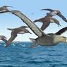 Fosil Rahang di Antartika Ungkap Burung Terbesar Pernah Hidup di Bumi