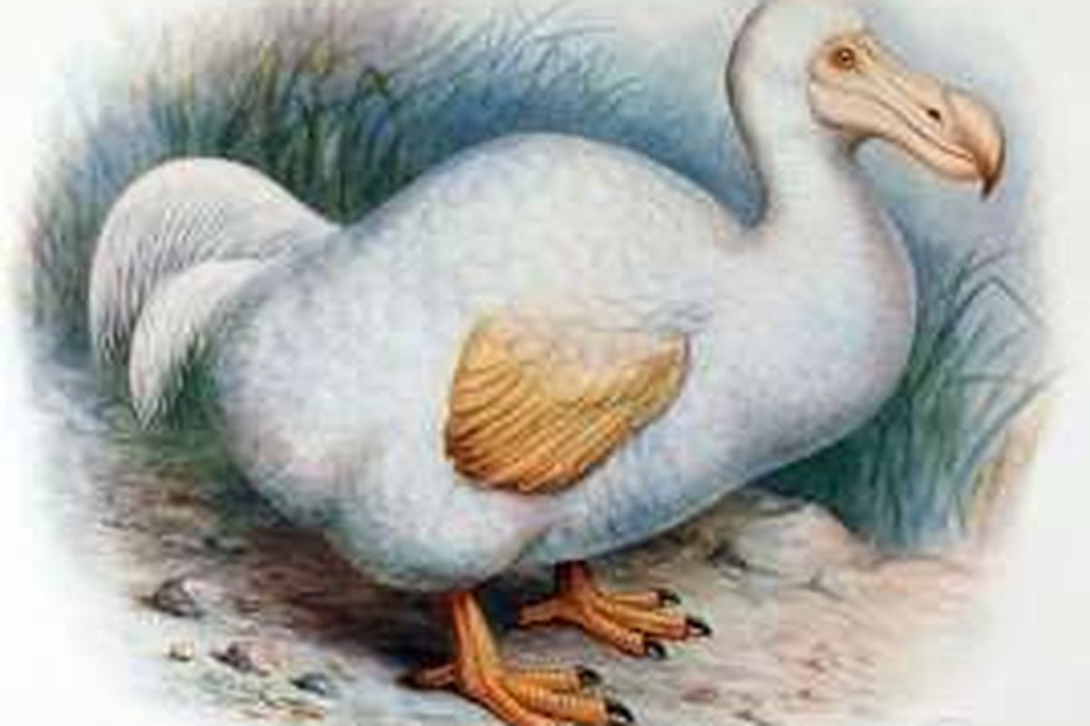 Dodo