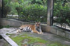Taman Satwa Cikembulan, Kebun Binatang Favorit Keluarga di Garut