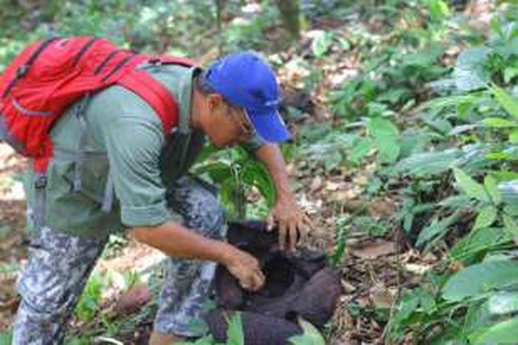 Kepala Bidang Teknis Taman Nasional Bukit Barisan Selatan memeriksa bunga padma raksasa yang baru saja melewati fase mekar di Pal 50 Taman Nasional Bukit Barisan Selatan, Minggu (31/1/2016).