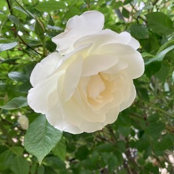 tanaman mawar putih