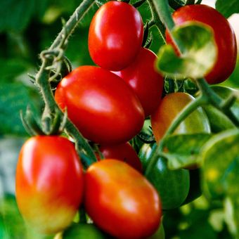 Ilustrasi tanaman tomat, tanaman buah tomat.