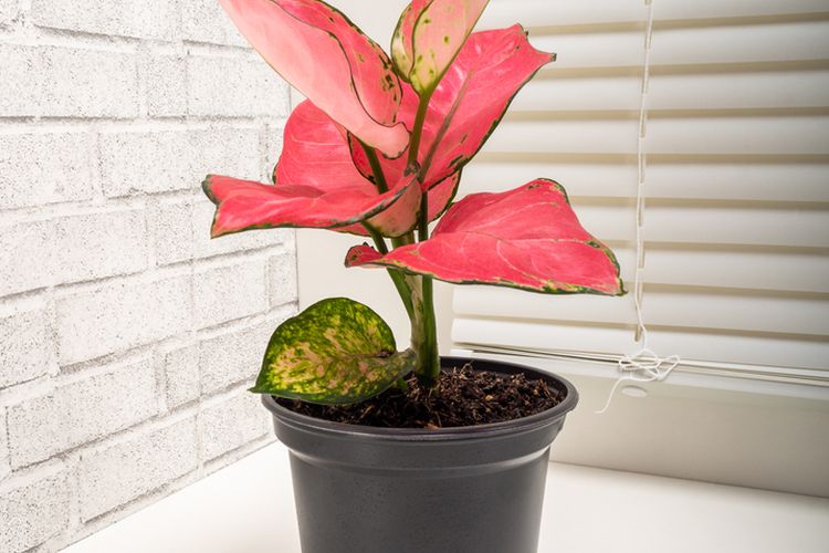 Ilustrasi tanaman hias aglonema genus atglaonema. 