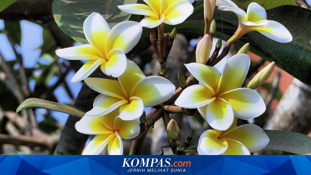 Cara Merawat Bunga Kamboja, Tanaman Bunga Indah dan Harum