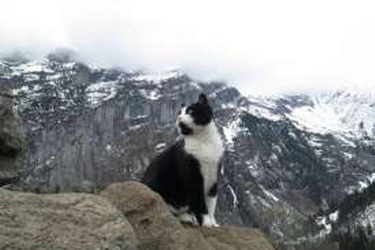 Di pegunungan yang terletak di Bernese Oberland, Swiss, ada seekor kucing yang kerap membantu pendaki saat tersesat.