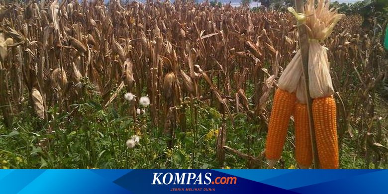 Panen Jagung Varietas Baru Di Pulau Samosir Panen Jagung Varietas Baru Di Pulau Samosir