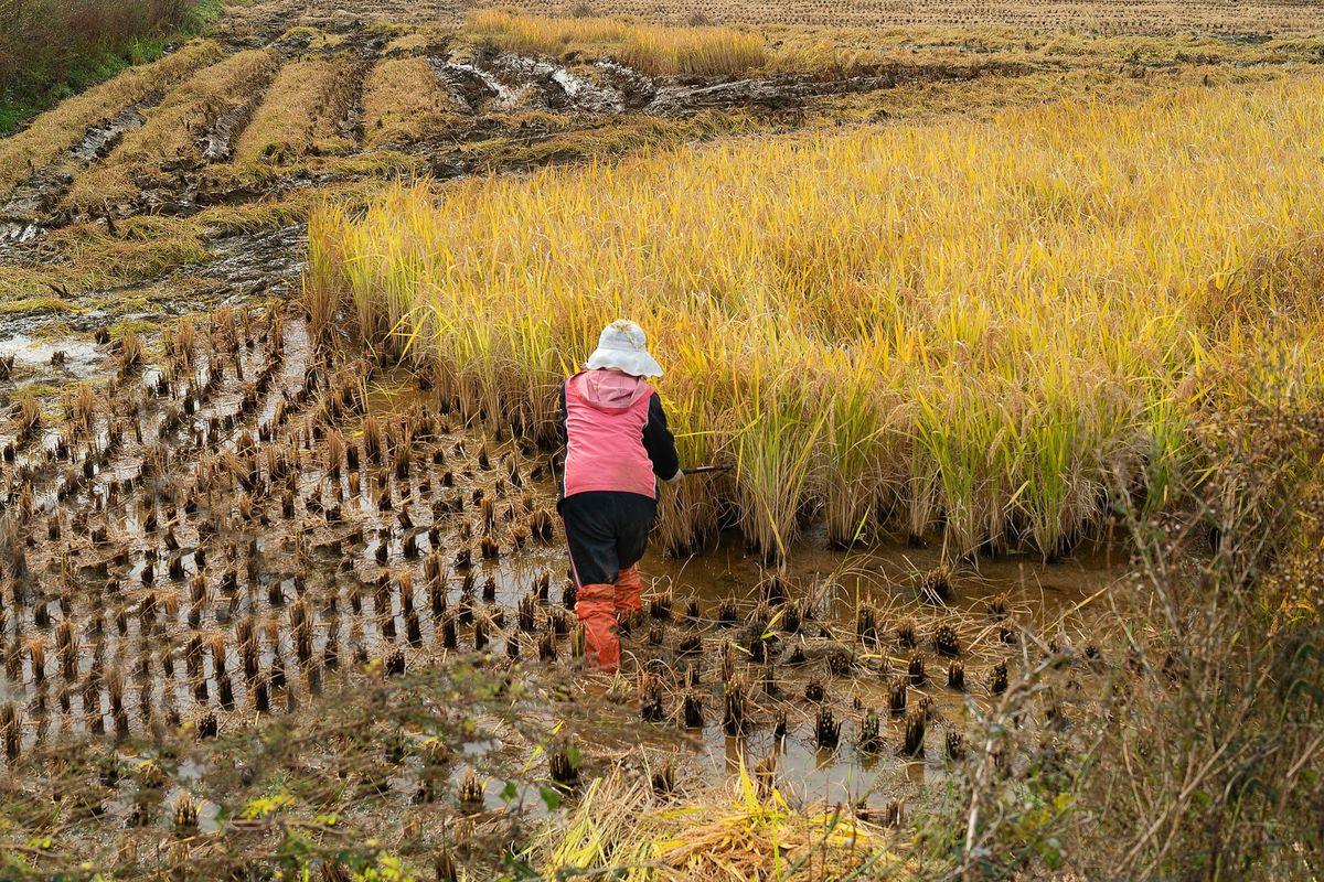 Produksi Beras Naik, Tapi Panen Padi April 2026 Turun 15 Persen