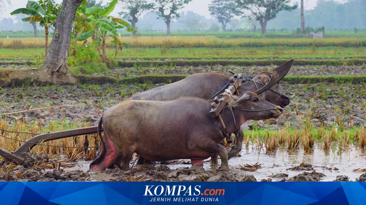 Apa Itu Begawi Cakak Pepadun? Makna Tradisi Menginjak Kepala Kerbau di Lampung