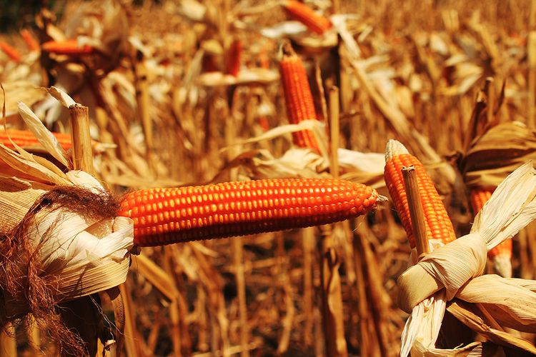 Jagung siap panen di ladang pertanian Kecamatan Batudaa Kabupaten Gorontalo. Produk jagung menjadi komoditas andalan Gorontalo.