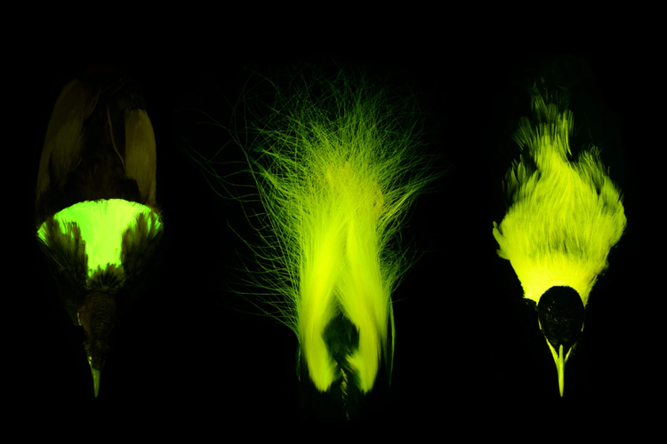 Dari kiri: Cenderawasih Megah (jantan, punggung), Cenderawasih Kaisar (jantan, bulu), dan Cenderawasih Kaisar (jantan, punggung).