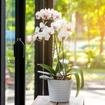 Ilustrasi anggrek ngengat atau moth orchid (Phalaenopsis spp.)