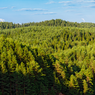 Ciri-ciri Bioma Taiga, Contoh, dan Perbedaannya dengan Tundra
