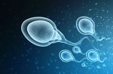 4 Faktor yang Mempengaruhi Spermatogenesis 