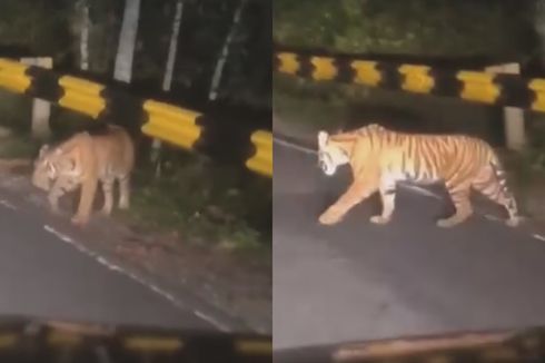 Kronologi dan Dugaan Penyebab Harimau Berkeliaran di Jalanan Lampung