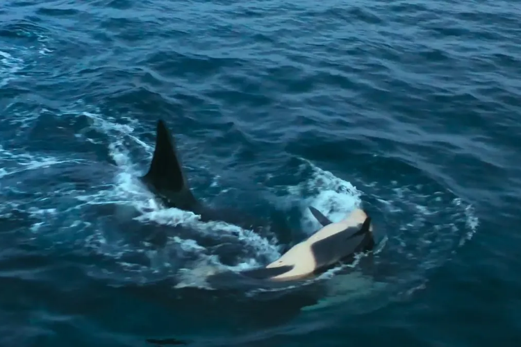 Induk orca menenggelamkan anak orca lain di kawanannya 
