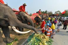 Thailand Sediakan 2 Ton Buah untuk Para Gajah pada Perayaan Nasional