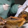 Bagaimana Ötzi Si Manusia Es Meninggal?