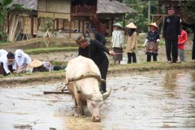 Petani membajak sawahnya di Kabupaten Purwakarta