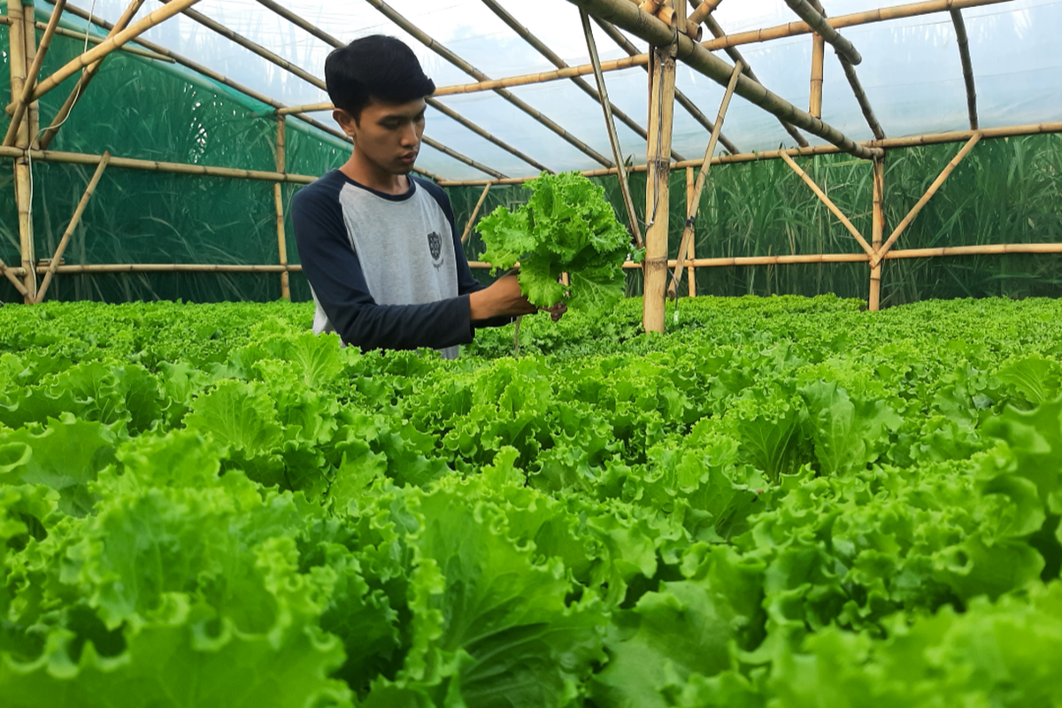 Arif, pemuda Lumajang sukses bertani hidroponik, berawal dari atap rumah hingga buka bekas sawah tebu, Rabu (6/7/2022) 