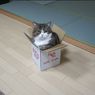 Kucing Maru yang Pernah Pecahkan Rekor Masuk ke Kotak Kecil Meninggal Dunia