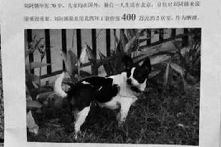 Inilah iklan anjing hilang yang diunggah Liu ke dunia maya. Perempuan tua itu menjanjikan hadiah rumah mewah bagi siapa saja yang bisa menemukan anjing kesayangannya itu.