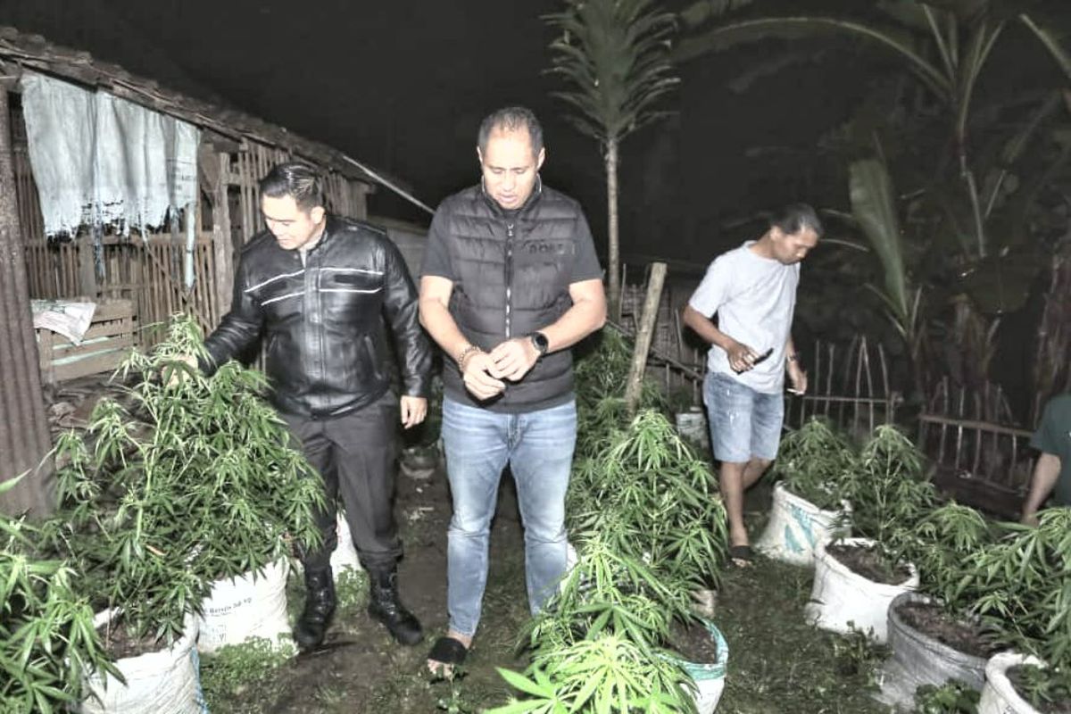 Polisi mendatangi ladang ganja milik warga bernama inisial SA (38) di Desa Krisik, Kecamatan Gandusari, Kabupaten Blitar, Rabu (3/9/2025)