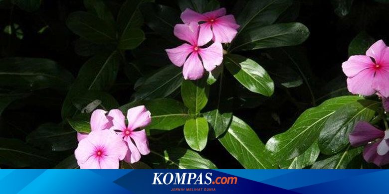 Tapak Dara Obati Leukemia