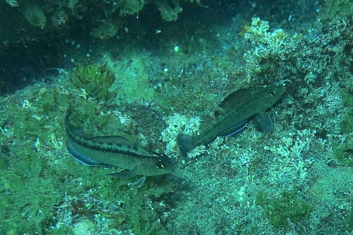 Spesies ikan beriklim sedang, triplefin, meningkatkan kapasitas organ seks atau organ reproduksi di lautan yang lebih banyak CO2.