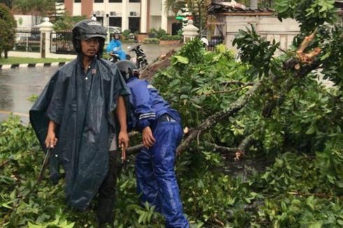 43 Pohon Tumbang dan Dua Baliho Roboh Imbas Hujan Disertai Angin Kencang di Banyumas