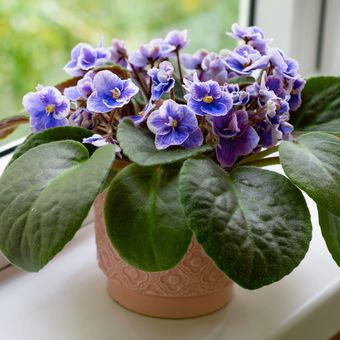 Ilustrasi tanaman hias African Violet atau violet Afrika. 