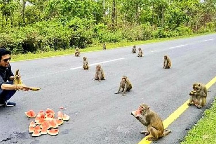 Gambar yang diunggah Menteri Pemuda dan Olahraga Negara Bagian Arunachal Pradesh, India, Kiren Rijiju, pada April lalu menunjukkan sekelompok monyet melakukan social distancing saat diberi makan.