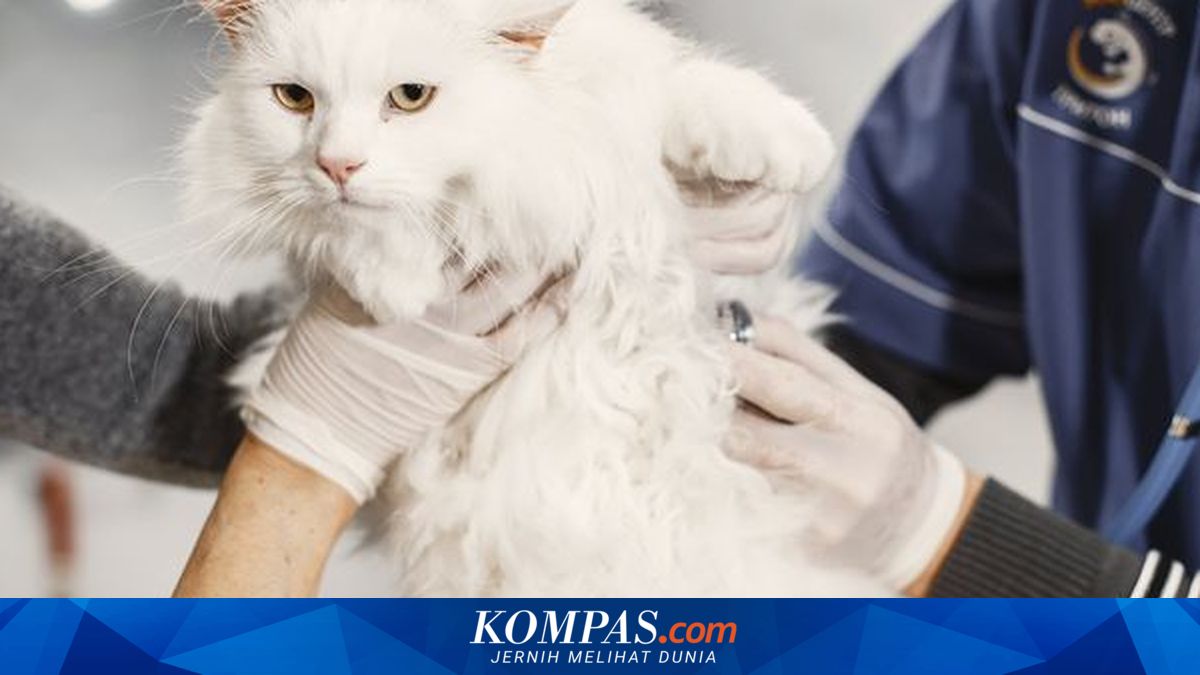 Sterilisasi Kucing Gratis di Depok Kembali Dibuka, Ini Cara Daftarnya