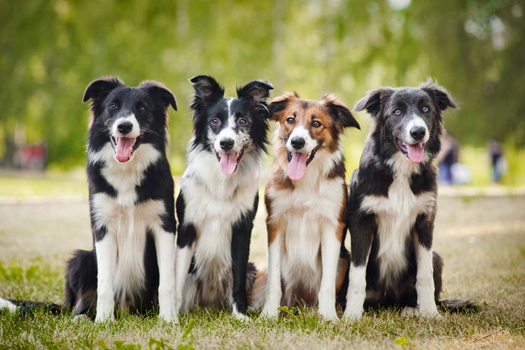 Ilustrasi anjing Border collie.