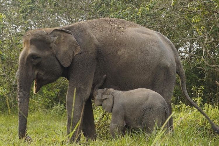 Tangkapan layar gajah sedang beraktivitas dengan anaknya dalam buku Island Elephants the Giants of Sumatera karya Alexander Mossbrucker.