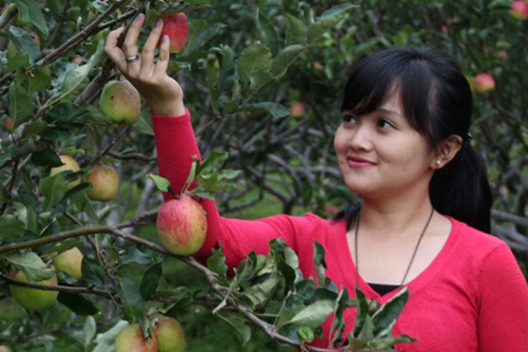 Wisatawan memetik apel di Kusuma Agrowisata, Malang (Dok. http://agrowisata.id)