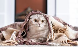 6 Gejala Flu pada Kucing yang Perlu Diketahui, Apa Saja? 
